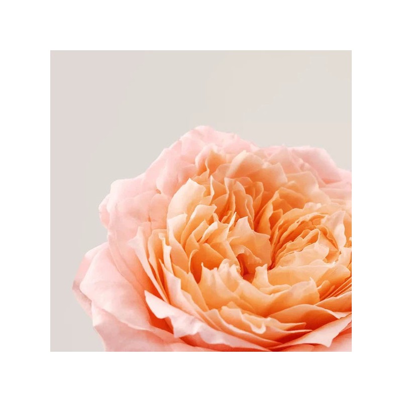 PAYOT ROSELIFT Lifting Eye Cream 15ml