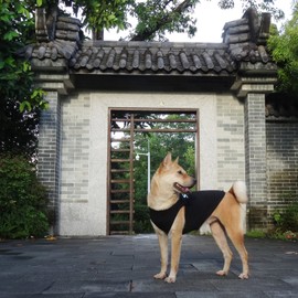 [Upgraded] Dog Security Shirt Vest pet Puppy T-Shirt Dog cat Clothes DAJIDALI Large, Medium, and Small Dog Shirt Vest Made of Technical Fabrics with Fluorescent Printing (E8XL, Black)