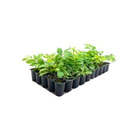 Crape Myrtle Muskogee | 20 Live Plants | Lagerstroemia Indica | Beautiful Low Maintenance Lavender Blooming Tree