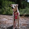 AUROTH Tactical Dog Harness for Small Medium Large Dogs No
