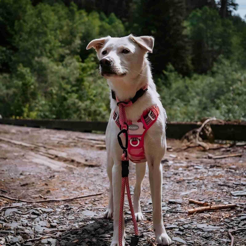 AUROTH Tactical Dog Harness for Small Medium Large Dogs No