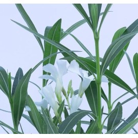 CitronellaKing 3 White Oleander “Sister Agnes” Nerium Oleander, 2.5" Nursery Cubes - 6 White Oleander