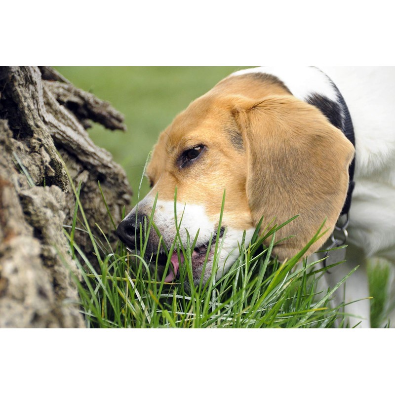 Seeds Herb Dog Grass to Eat for Sprouting Resistant Vitamin