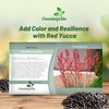 Outsidepride Red Yucca Seeds for Planting - 50 Pcs Drought