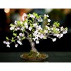 CZ Grain 20 Japanese Flowering Cherry Blossom Rare Bonsai Seeds