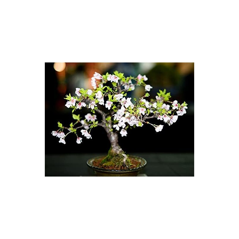 CZ Grain 20 Japanese Flowering Cherry Blossom Rare Bonsai Seeds