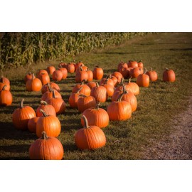 Park Seeds Large Marge Pumpkin, Pack of 10 Seeds