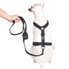 Spark Paws Premium Dog Leash & Poop Bag Set -