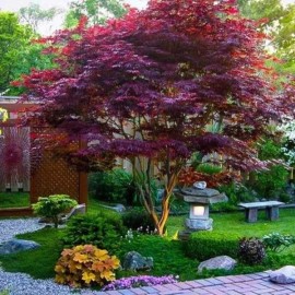 Home-Growth Bloodgood Japanese Maple - 20 seeds 2025 - USA Seller