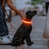 Illumifun Light Up Collar for Dogs, USB Rechargeable LED Dog