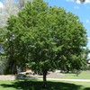 North America Black Cherry Tree Seeds, Prunus serotina Tree Seeds,