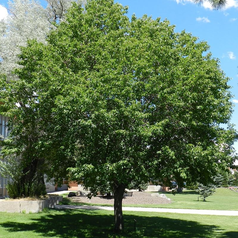 North America Black Cherry Tree Seeds, Prunus serotina Tree Seeds,