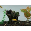 AQUA KT Aquarium Landscape Tree Stump Trunk Hollow Betta Cichlid