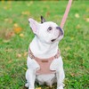 Dog Harness and Leash Set, XXS No Pull Adjustable Puppy