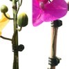 Vtete 20 Pcs Large and 50 Pcs Small Daisy Orchids