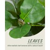 Artificial Fiddle Leaf Fig Tree - 6FT Fake Plant with