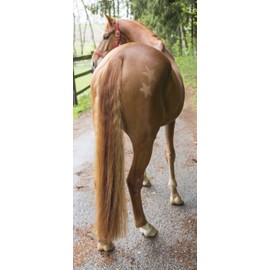 Kerbl 321900 Scherschablone Für Pferde, 3-Er Set