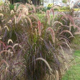 Red Fountain Grass I 3 Large Gallon Size Plants I Pennisetum Setaceum Rubrum I Live Premium Quality, Ornamental Perennial Grass for Eye-Catching Landscaping, Gardens