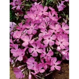 50 McDaniels Cushion Phlox Seeds Flower Perennial Seed Flowers Butterfly Perennial Flower Garden Seed Flowers Seed Flower