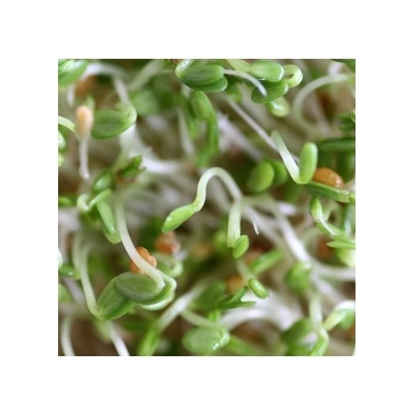 Mumm's Sprouting Red Clover 125g