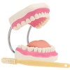 Giant Teeth Dental Demonstration Model with Toothbrush, Enlarged 6 Times