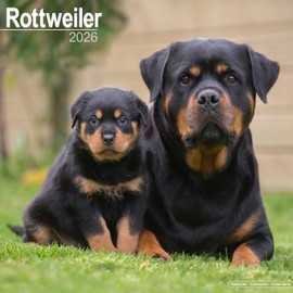 Rottweiler 2026 Calendar | Square Wall Calendar | Dog Breed Gift | Plastic Free Packaging | by Avonside Publishing