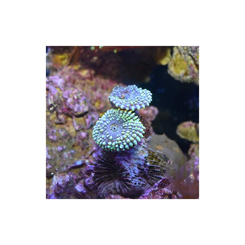 Reef Carbonate, 250 mL / 8.5 fl. oz.