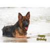 German Shepherd Dog Birthday Greeting Card