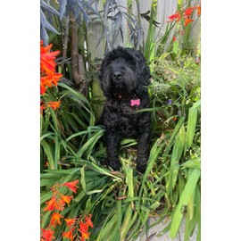 Cockapoo Notebook: Cockapoo Journal - dotty pages