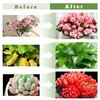 Grow Lights for Indoor Plants - Red & Blue Spectrum