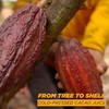 Blue Stripes Cacao Water (Just Cacao) - All-Natural, No Sugar