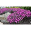 Firewitch Dianthus Plants | 30 Live Seedlings | Dianthus Gratianopolitanus