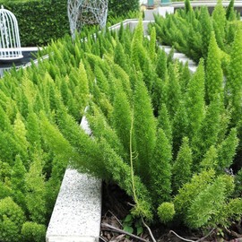 Foxtail Fern | 3 Extra Large 3 Gallon Plants | Asparagus densiflorus 'Meyersii' | Lush Texture | Architectural Greenery