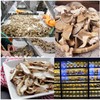 VIGOROUS MOUNTAINS Dried Mixed Mushrooms Blend Including Porcini Shiitake Oyster