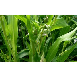 RAISE ME UP: Seeds Coix Millet Job's Tears Annual Flowers