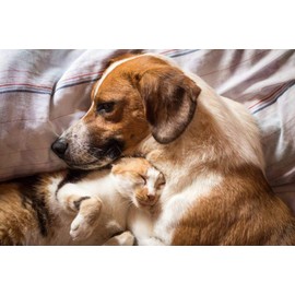 I LOVE MY PETS LLC Dog Urinary Care - PET Urinary Tract Support - Dogs and Cats - UTI Relief Complex - Corn Silk for Dogs - 180 Treats (2 Bottles)