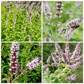 2000+ Seeds Perennial Mentha Spicata Spearmint Herb Flower Seed for Planting Garden Mint Home Non-GMO Heirloom