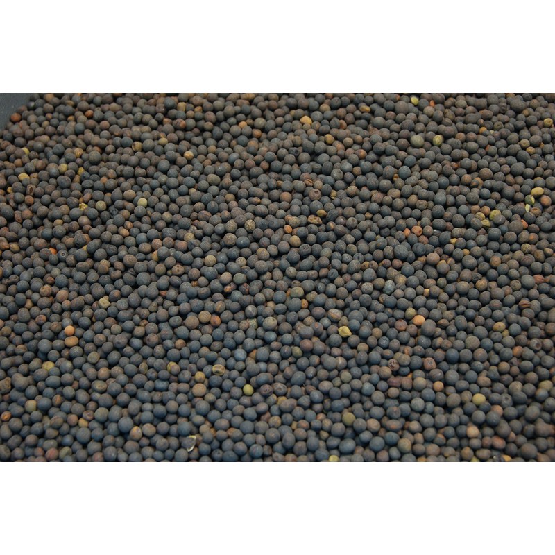 Hairy Vetch Legume Seed by Eretz - Willamette Valley, Oregon