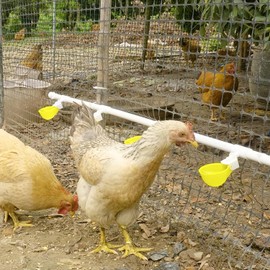 4PC Chicken Water Cups with PVC Tee Fittings for 1/2" Pipe, Automatic Chicken Watering System, Anti-Leak, Holds 50% More Water, Suitable for Chicks, Chicken, Duck, Quail, Birds, Turkey