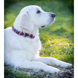 Jack & Russell Polo Leather Dog Collar, Premium Handmade Leather Collar for Small and Large Dogs, Pablo Collar (S (27.5-34.0 cm)