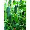 22Day Seeds: Seeds Cucumber Titus F1 Open-Pollinated / 45 Days/Non