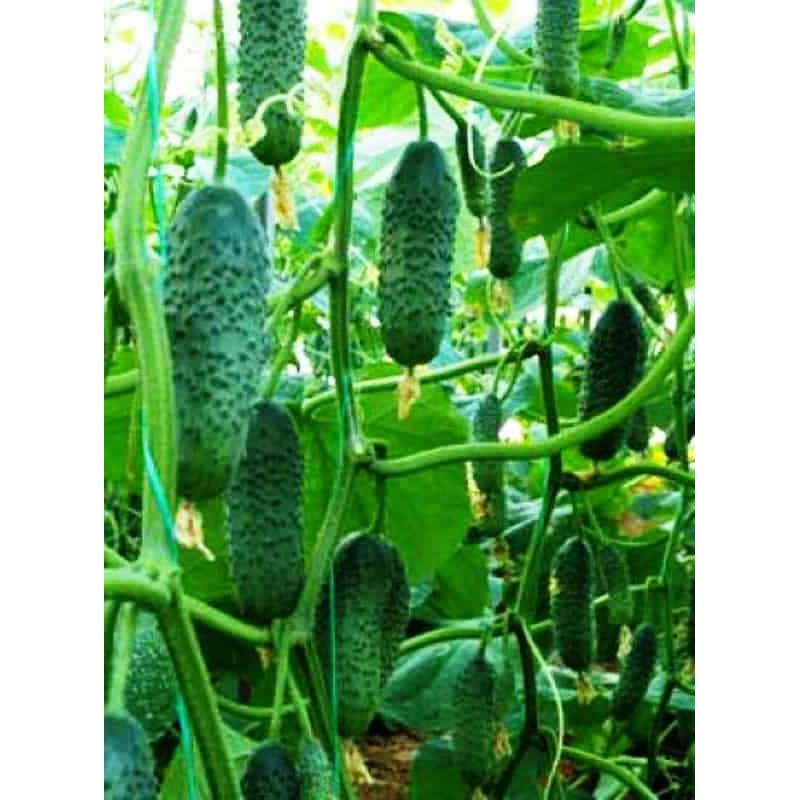 22Day Seeds: Seeds Cucumber Titus F1 Open-Pollinated / 45 Days/Non