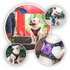 PoyPet 2019 Upgraded No Pull Dog Harness with 4 Snap