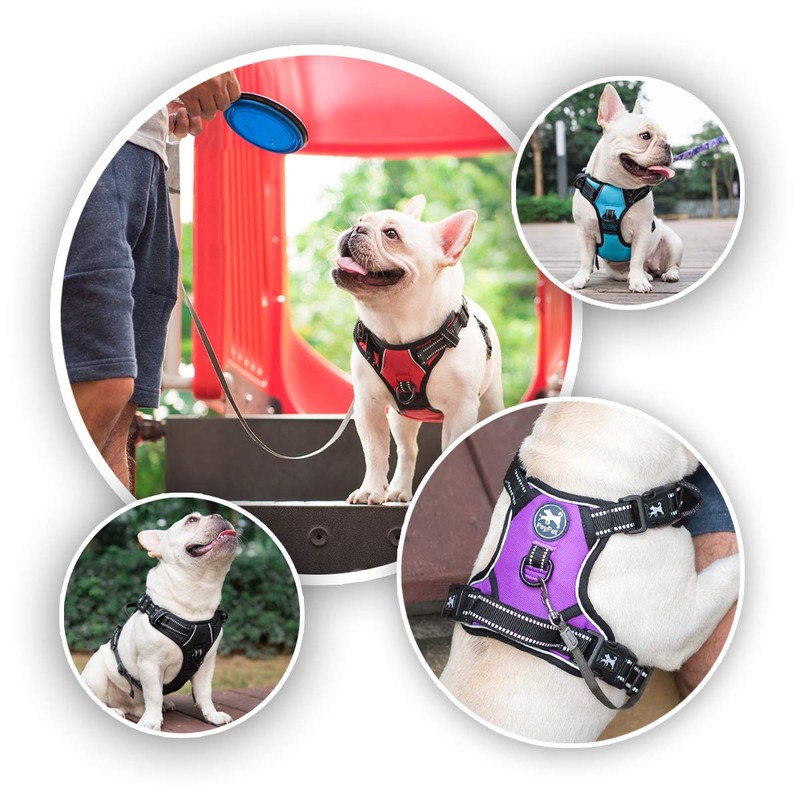 PoyPet 2019 Upgraded No Pull Dog Harness with 4 Snap