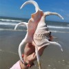 Large Water Spider Conch Seashell Natural Shell Rare Real Beach