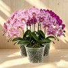 Gyfofix 5 Pack 5.5 Inch Clear Plastic Orchid Pots with