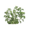 Health Embassy White Horehound Herb | Marrubium Vulgare L |