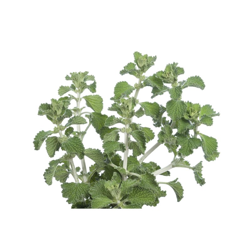 Health Embassy White Horehound Herb | Marrubium Vulgare L |