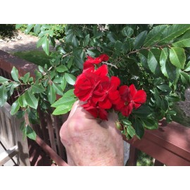 Freshcuts Geranium assortment of colors fresh 8 cuts Ivy Type for rooting Pelargonium