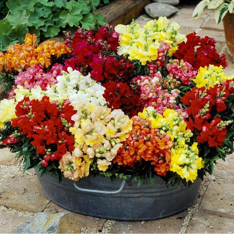 22Day Seeds: Seeds Snapdragon Magic Carpet Mix/Low Dwarf Annual Flowers